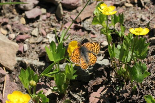 Rockslide Checkerspot photo 4