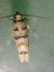 Blastesthia tessulatana