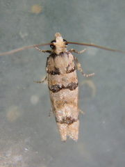 Blastesthia tessulatana