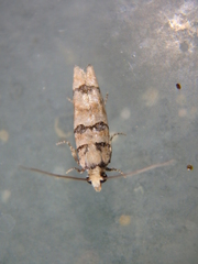 Blastesthia tessulatana