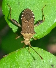 Zicca taeniola