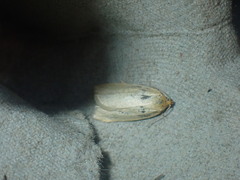Zelotherses paleana