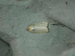 Zelotherses paleana
