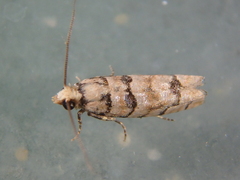 Blastesthia tessulatana