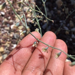 Eriogonum deflexum deflexum