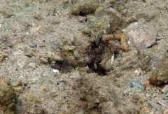 Cryptocentrus caeruleomaculatus