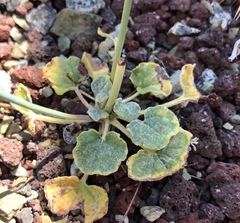 Eriogonum deflexum deflexum