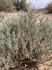 Tetradymia canescens thorneae