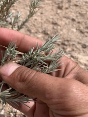 Tetradymia canescens thorneae