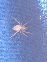 Anyphaenidae