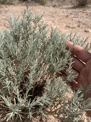 Tetradymia canescens thorneae