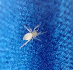 Anyphaenidae