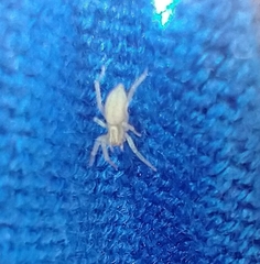 Anyphaenidae