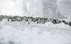 Aptenodytes forsteri