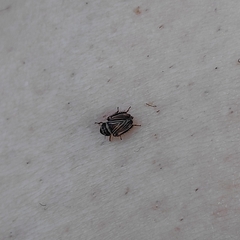 Aphrodini