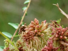 Sphagnum magellanicum