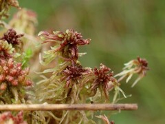 Sphagnum