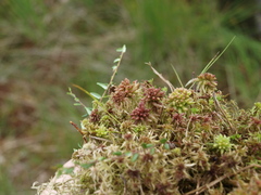 Sphagnum magellanicum