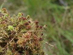 Sphagnum
