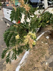 Fabaceae