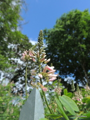 Indigofera jucunda