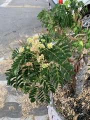 Fabaceae