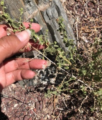 Brickellia microphylla microphylla