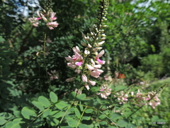 Indigofera jucunda