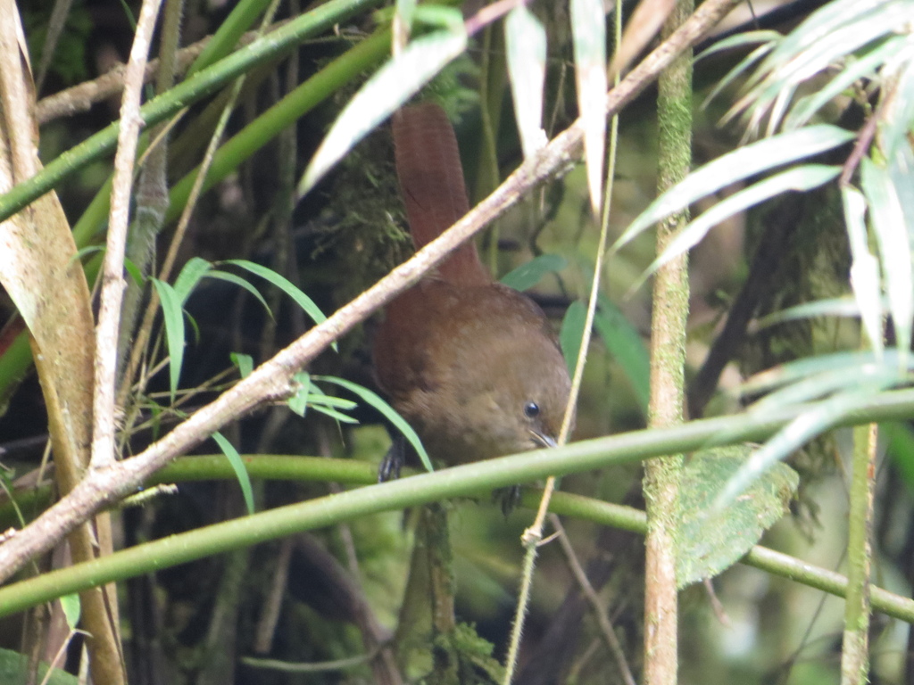 Sepia-brown Wrens from Cd Bolívar, Antioquia, Colombia on December 13 ...