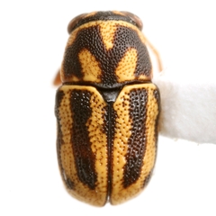 Pachybrachis bloxham