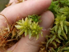 Sphagnum