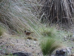 Pipilo maculatus macronyx