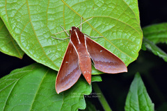 Theretra pallicosta