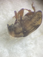 Hylesinus aculeatus