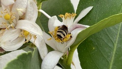 Melissodes communis