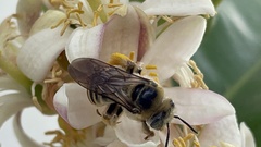 Melissodes communis