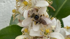 Melissodes communis