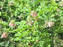 Indigofera jucunda