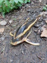 Platydoras armatulus