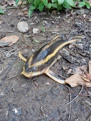 Platydoras armatulus