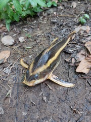 Platydoras armatulus