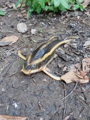 Platydoras armatulus