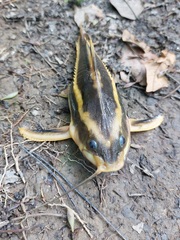 Platydoras armatulus