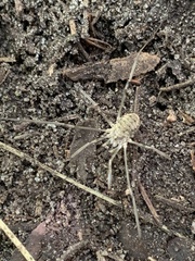 Rilaena triangularis