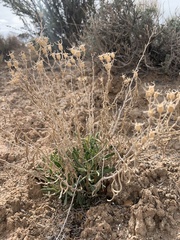 Mentzelia memorabalis