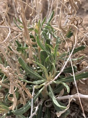 Mentzelia memorabalis