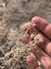 Mentzelia memorabalis