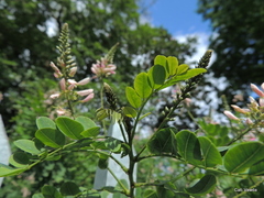 Indigofera jucunda