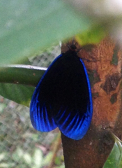 Pompelon marginata