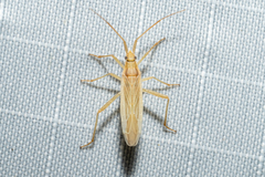 Stenodema trispinosum